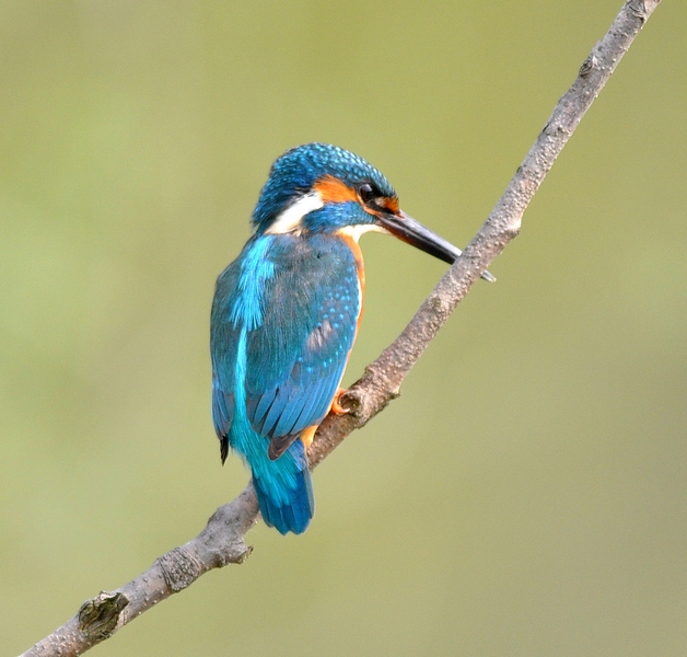 Un Martino obbediente
